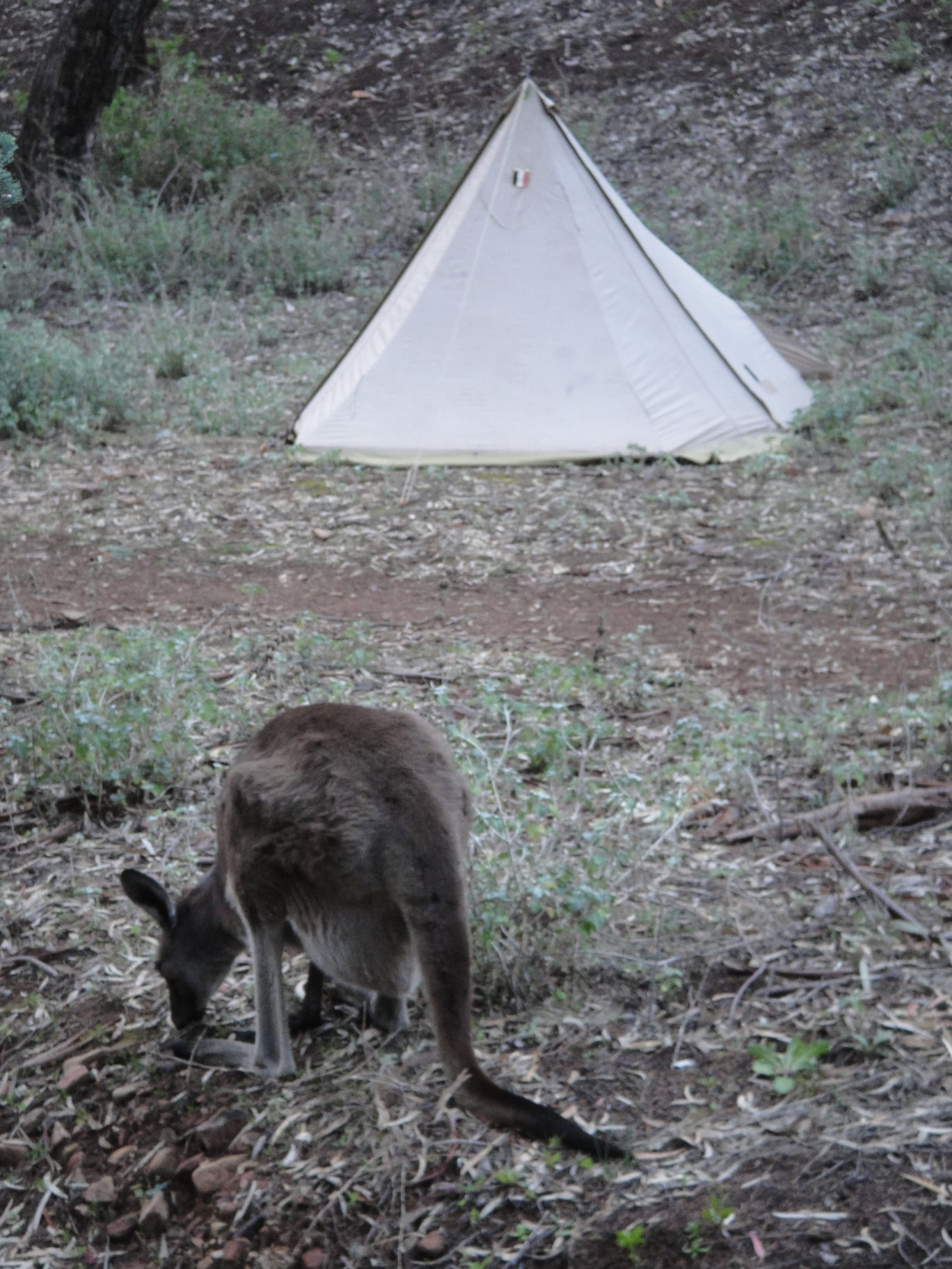 20110710 1279 first kangaroo in front of my tent @ Wilpena Australia.JPG