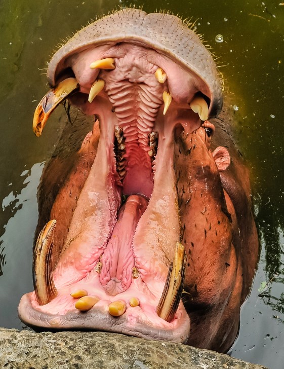 hippo.jpg