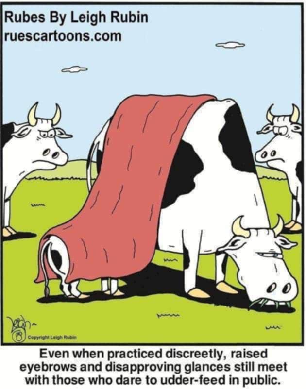 udder.jpg