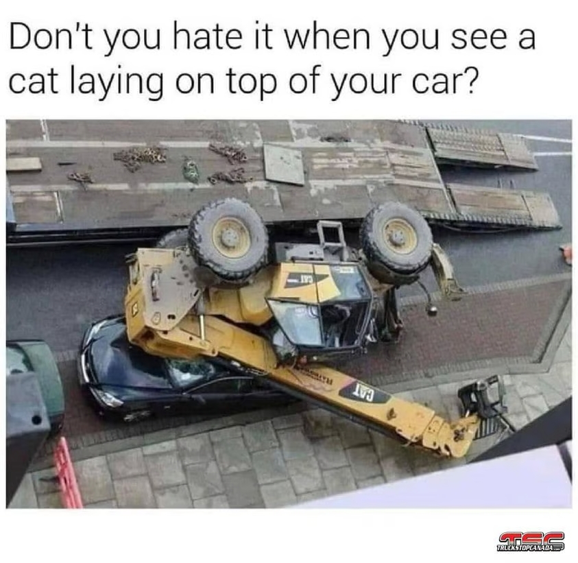 catoncar.jpg