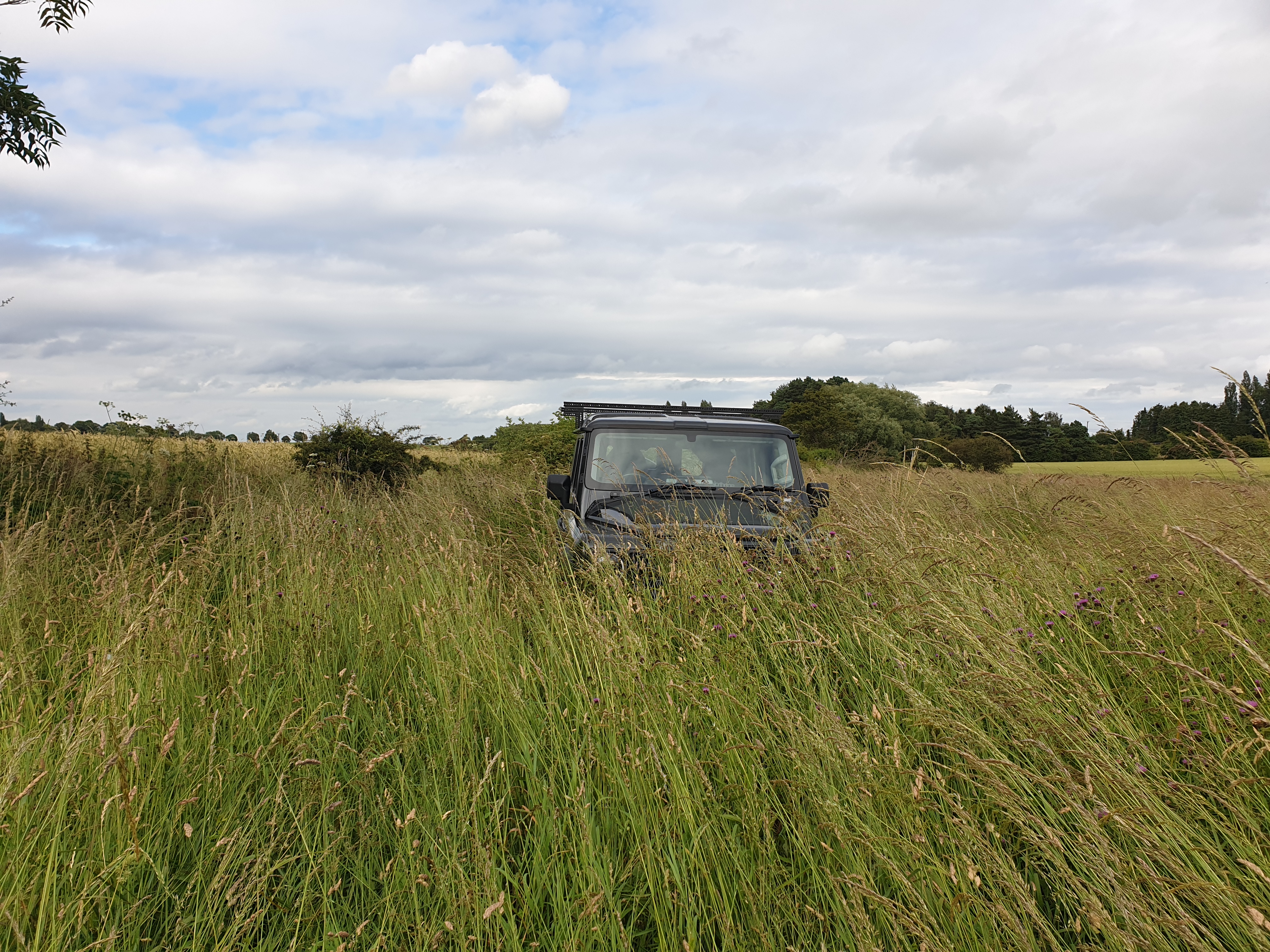 grenadier in wild bird seed.jpg