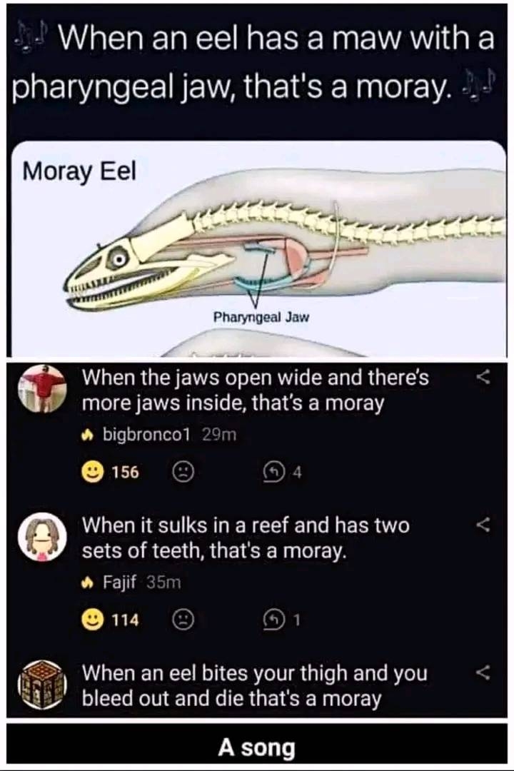 moray.jpg