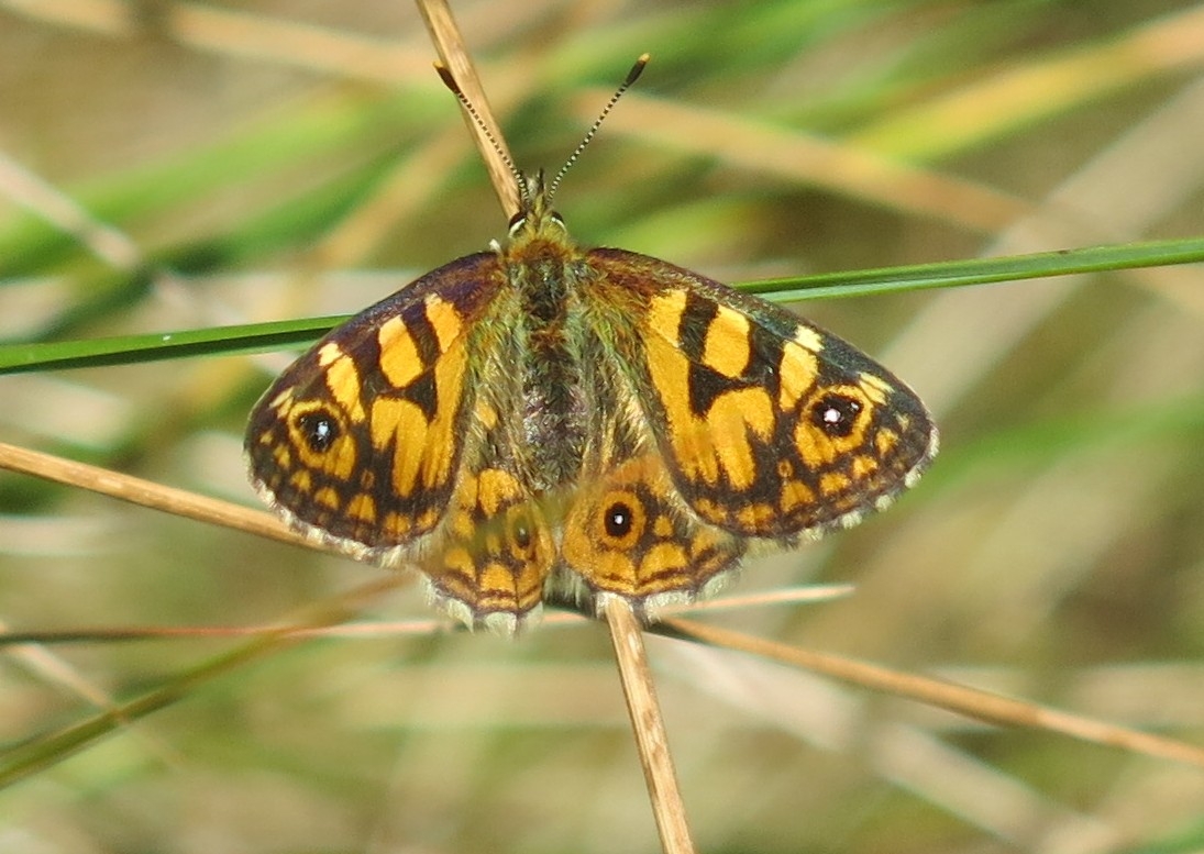 Silver Xenica, Oreixenica lathoniella a.JPG